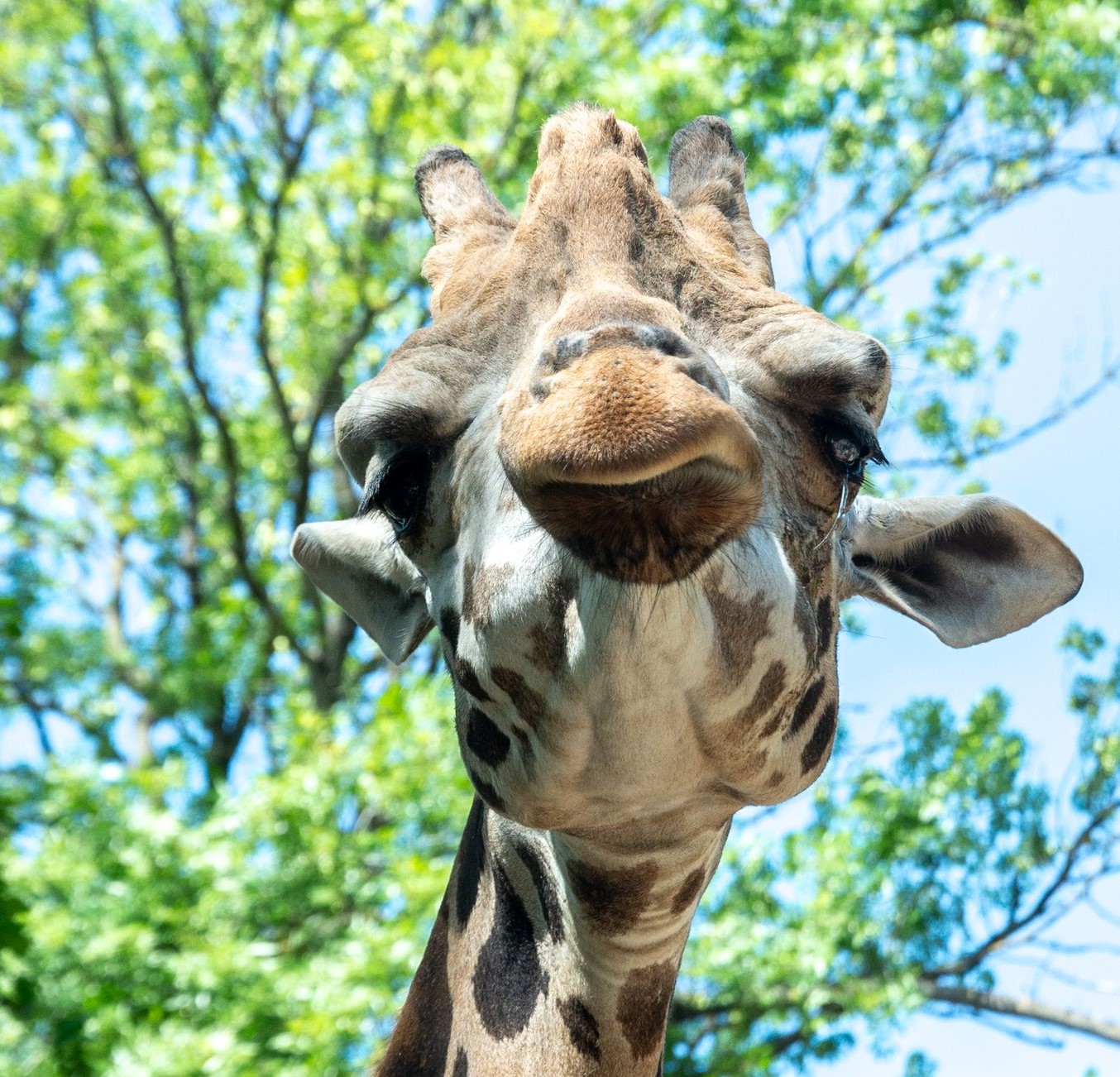 ZOOIF